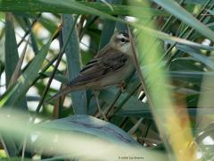 Rietzanger  20240904  Ik zag maandag wat riet bewegen. Keek wat langer en beter en zag een vogel tussen de stengels rond scharrelen. Het bleek, heel toepasselijk, een rietzanger te zijn. Alhoewel, laat dat zanger er maar af want zijn zangtijd is al weer voorbij. Hij of zij had het ook te druk met vliegjes vangen.