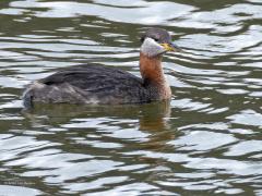 Roodhalsfuut  20240910  Gisteren deed ik in de buurt van BoZ een best bijzondere waarneming denk ik. Ik spotte daar namelijk een roodhalsfuut die ik ook nog kon fotograferen. Ik had deze soort niet eerder gezien in die streek. Het is denk ik ook de eerste waarneming daar van deze soort! De vogel toonde nog vergaand het zomerkleed. De gele snavelbasis is een goed kenmerk. Iets kleiner dan de gewone fuut is ie. In Nederland broeden minder dan 20 paartjes. In de winter en op doortrek moet je aan maxi