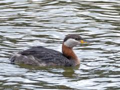 Roodhalsfuut  20240910  Gisteren deed ik in de buurt van BoZ een best bijzondere waarneming denk ik. Ik spotte daar namelijk een roodhalsfuut die ik ook nog kon fotograferen. Ik had deze soort niet eerder gezien in die streek. Het is denk ik ook de eerste waarneming daar van deze soort! De vogel toonde nog vergaand het zomerkleed. De gele snavelbasis is een goed kenmerk. Iets kleiner dan de gewone fuut is ie. In Nederland broeden minder dan 20 paartjes. In de winter en op doortrek moet je aan maxi