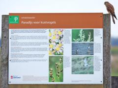 Torenvalk  20240917  Niet alleen de torenvalk komt op bezoek bij de Schakerloopolder maar ook veel vogelliefhebbers en fotografen. Daar aan het einde van de Oesterdam, net op Tholen, werd deze polder door de Provincie en Staatsbosbeheer aangelegd. Veel vogels en ook wij zijn er blij mee.