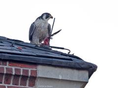 Slechtvalk  20240923  Dit zijn duiven die op de kerk wonen in Alphen. Zijn het domme duiven? Wie gaat daar immers naast een koppel slechtvalken wonen? Dat is als het spek op de kat binden, toch? Of vangen de slechtvalken hun prooi, in de regel duiven, alleen hoog vliegend in de lucht? Dat is wel hun specialiteit, in razende duikvlucht de duif uit de lucht stoten. Maar op de dakrand van de kerk is het daarna goed smullen.