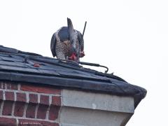 Slechtvalk  20240923  Dit zijn duiven die op de kerk wonen in Alphen. Zijn het domme duiven? Wie gaat daar immers naast een koppel slechtvalken wonen? Dat is als het spek op de kat binden, toch? Of vangen de slechtvalken hun prooi, in de regel duiven, alleen hoog vliegend in de lucht? Dat is wel hun specialiteit, in razende duikvlucht de duif uit de lucht stoten. Maar op de dakrand van de kerk is het daarna goed smullen.