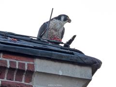 Slechtvalk  20240923  Dit zijn duiven die op de kerk wonen in Alphen. Zijn het domme duiven? Wie gaat daar immers naast een koppel slechtvalken wonen? Dat is als het spek op de kat binden, toch? Of vangen de slechtvalken hun prooi, in de regel duiven, alleen hoog vliegend in de lucht? Dat is wel hun specialiteit, in razende duikvlucht de duif uit de lucht stoten. Maar op de dakrand van de kerk is het daarna goed smullen.