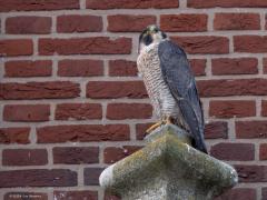 Slechtvalk  20240829  Ben vanmiddag naar de kerktoren van Alphen geweest in de hoop daar het paartje slechtvalken aan te treffen dat daar al jaren succesvol broed in de daarvoor bestemde nestkast. En joepie, ze waren thuis. Ze zaten elk op hun troon juist onder hun nestkast. Ze zitten daar graag, dat verraadt het poepspoor op de muur. Prachtig toch!