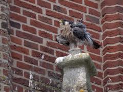 Slechtvalk  20240908  Daar in Alphen zitten de slechtvalken soms zo lang op hun troon onder de nestkast dat ze er suf van worden. En dan moeten af en toe de veren worden opgeschud.