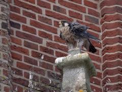 Slechtvalk  20240908  Daar in Alphen zitten de slechtvalken soms zo lang op hun troon onder de nestkast dat ze er suf van worden. En dan moeten af en toe de veren worden opgeschud.