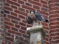 Slechtvalk  20240908  Daar in Alphen zitten de slechtvalken soms zo lang op hun troon onder de nestkast dat ze er suf van worden. En dan moeten af en toe de veren worden opgeschud.