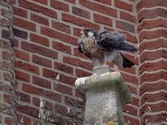 Slechtvalk  20240908  Daar in Alphen zitten de slechtvalken soms zo lang op hun troon onder de nestkast dat ze er suf van worden. En dan moeten af en toe de veren worden opgeschud.