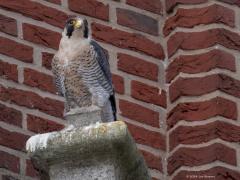 Slechtvalk  20240829  Ben vanmiddag naar de kerktoren van Alphen geweest in de hoop daar het paartje slechtvalken aan te treffen dat daar al jaren succesvol broed in de daarvoor bestemde nestkast. En joepie, ze waren thuis. Ze zaten elk op hun troon juist onder hun nestkast. Ze zitten daar graag, dat verraadt het poepspoor op de muur. Prachtig toch!