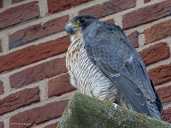 Slechtvalk  20240830  Ze zitten hoog en erg veilig daar op hun troon in Alphen. Toch houden ze je goed in de gaten daar onder op de grond. Van eentje is de pootring een beetje te lezen. Wellicht weet iemand meer over deze vogels?