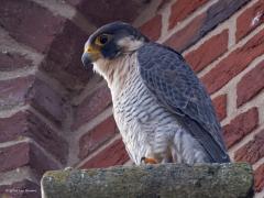 Slechtvalk  20240830  Ze zitten hoog en erg veilig daar op hun troon in Alphen. Toch houden ze je goed in de gaten daar onder op de grond. Van eentje is de pootring een beetje te lezen. Wellicht weet iemand meer over deze vogels?