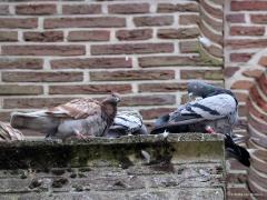 Slechtvalk  20240923  Dit zijn duiven die op de kerk wonen in Alphen. Zijn het domme duiven? Wie gaat daar immers naast een koppel slechtvalken wonen? Dat is als het spek op de kat binden, toch? Of vangen de slechtvalken hun prooi, in de regel duiven, alleen hoog vliegend in de lucht? Dat is wel hun specialiteit, in razende duikvlucht de duif uit de lucht stoten. Maar op de dakrand van de kerk is het daarna goed smullen.