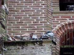 Slechtvalk  20240923  Dit zijn duiven die op de kerk wonen in Alphen. Zijn het domme duiven? Wie gaat daar immers naast een koppel slechtvalken wonen? Dat is als het spek op de kat binden, toch? Of vangen de slechtvalken hun prooi, in de regel duiven, alleen hoog vliegend in de lucht? Dat is wel hun specialiteit, in razende duikvlucht de duif uit de lucht stoten. Maar op de dakrand van de kerk is het daarna goed smullen.