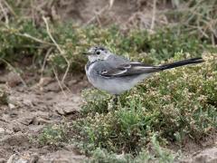 Witte Kwikstaart  20240927  Er lopen de laatste weken heel wat jonge witte kwikstaartjes rond. Het echte zwart in het verenkleed komt pas na een aantal weken. Goed zoeken in het gras naar iets eetbaars hebben ze snel geleerd. Af en toe vinden ze iets. Het valt echter niet mee om een goed gevulde maag te hebben. Dat zoeken is voor hen een dagtaak.