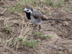 Witte Kwikstaart  20240927  Er lopen de laatste weken heel wat jonge witte kwikstaartjes rond. Het echte zwart in het verenkleed komt pas na een aantal weken. Goed zoeken in het gras naar iets eetbaars hebben ze snel geleerd. Af en toe vinden ze iets. Het valt echter niet mee om een goed gevulde maag te hebben. Dat zoeken is voor hen een dagtaak.