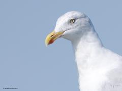 Zilvermeeuw  20240916  Deze knappert fotografeerde ik vorige week bij de Oosterschelde maar ook in Zundert kun je er eentje tegen komen. Deze hier kan goed een vogel op de trek zijn, dat doen er wel meer door ons land, tot wel een kwart miljoen of zo. Als broedvogel in ons land doet de soort het steeds slechter. Veertig jaar terug waren de broedgevallen wel ca. driemaal zo hoog.