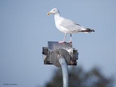 Zilvermeeuw  20240916  Deze knappert fotografeerde ik vorige week bij de Oosterschelde maar ook in Zundert kun je er eentje tegen komen. Deze hier kan goed een vogel op de trek zijn, dat doen er wel meer door ons land, tot wel een kwart miljoen of zo. Als broedvogel in ons land doet de soort het steeds slechter. Veertig jaar terug waren de broedgevallen wel ca. driemaal zo hoog.