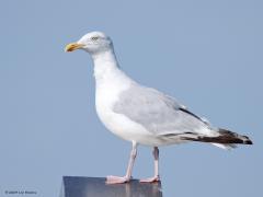 Zilvermeeuw  20240916  Deze knappert fotografeerde ik vorige week bij de Oosterschelde maar ook in Zundert kun je er eentje tegen komen. Deze hier kan goed een vogel op de trek zijn, dat doen er wel meer door ons land, tot wel een kwart miljoen of zo. Als broedvogel in ons land doet de soort het steeds slechter. Veertig jaar terug waren de broedgevallen wel ca. driemaal zo hoog.