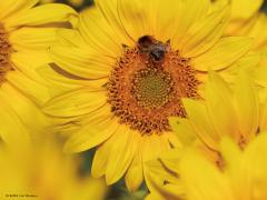 Zonnebloem  20240902  Markiezaat