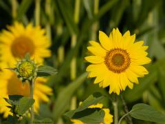 Zonnebloem  20240903  Voor een fleurig plaatje heb je niet veel kleuren nodig. Met geel en groen, met een beetje oranje, kom je een heel eind. Deze keer geen vogel op de foto maar toch zien we her en der vleugeltjes. Van insecten, die zijn blij met dit soort bloemen. Maar straks als de zaden rijp zijn, zijn ook veel vogels er heel blij mee.