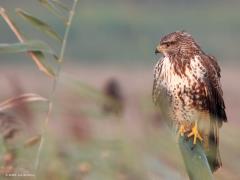 Buizerd  20241009  Enerzijds zijn takjes op een vogelfoto ongewenst, anderzijds voegen ze ook sfeer toe aan een foto. Zoals hier meen ik? Buizerds laten een grote kleurvariatie zien.  Meestal zijn ze donker en bruin gekleurd. Het bovengedeelte is in de regel meer effen dan de onderkant waar in de regel verschillende dwarsbanden te zien zijn. De staart van een volwassen buizerd heeft naast de donkere eindband nog 8-10 smalle donkere dwarsbanden. Best groot zijn ze, de spanwijdte van de vleugels is ongevee