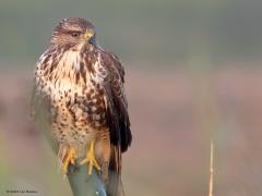 Buizerd  20241009  Enerzijds zijn takjes op een vogelfoto ongewenst, anderzijds voegen ze ook sfeer toe aan een foto. Zoals hier meen ik? Buizerds laten een grote kleurvariatie zien.  Meestal zijn ze donker en bruin gekleurd. Het bovengedeelte is in de regel meer effen dan de onderkant waar in de regel verschillende dwarsbanden te zien zijn. De staart van een volwassen buizerd heeft naast de donkere eindband nog 8-10 smalle donkere dwarsbanden. Best groot zijn ze, de spanwijdte van de vleugels is ongevee