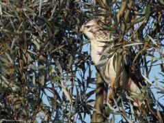 Buizerd  20241021  Verreweg de meeste buizerds zijn licht bruin of zelfs donker bruin gekleurd. Zelf vind ik de lichte, de witte, variant mooier. Zoals deze die even wilde rusten in een wilg. Ook bij zijn vertrek daar kon ik hem vast leggen.