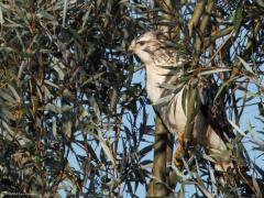 Buizerd  20241004  Noordwaardpolder