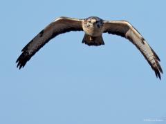 Buizerd  20241004  Deze buizerd vliegt weg van twee moderne een ook wel gevaarlijke zaken. Je herkent vast het stukje hoogspanningsmast en ook het stukje wiek van een windmolen. Hoogspanningsmasten kennen geen geheimen meer voor ze, dat gevaar valt ondertussen wel mee denk ik. Een klap van een windmolenwiek wordt af en toe nog fataal uitgedeeld vrees ik?