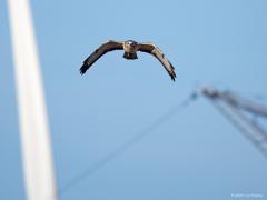 Buizerd  20241004  Deze buizerd vliegt weg van twee moderne een ook wel gevaarlijke zaken. Je herkent vast het stukje hoogspanningsmast en ook het stukje wiek van een windmolen. Hoogspanningsmasten kennen geen geheimen meer voor ze, dat gevaar valt ondertussen wel mee denk ik. Een klap van een windmolenwiek wordt af en toe nog fataal uitgedeeld vrees ik?