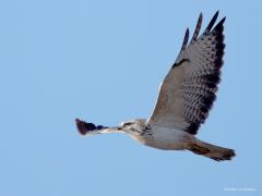 Buizerd  20241021  Verreweg de meeste buizerds zijn licht bruin of zelfs donker bruin gekleurd. Zelf vind ik de lichte, de witte, variant mooier. Zoals deze die even wilde rusten in een wilg. Ook bij zijn vertrek daar kon ik hem vast leggen.