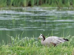 Indische gans  20241001  In de Noordpolder bij Calfven verbleef afgelopen weken een Indische gans. Best wel een mooie gans maar wel een exoot en die acht men ongewenst? Indische ganzen komen in alle provincies voor in Nederland in heel klein aantal. Het aantal broedparen bedroeg in 2005 ca. 100 paar. Bejaging vindt plaats op provinciaal niveau. Kruisingen worden aangetroffen tussen Indische ganzen en grauwe ganzen, soepganzen of brandganzen; zouden die witte ganzen daarvan een voorbeeld zijn? Normalite