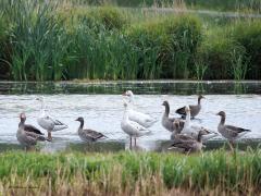 Indische gans  20241001  In de Noordpolder bij Calfven verbleef afgelopen weken een Indische gans. Best wel een mooie gans maar wel een exoot en die acht men ongewenst? Indische ganzen komen in alle provincies voor in Nederland in heel klein aantal. Het aantal broedparen bedroeg in 2005 ca. 100 paar. Bejaging vindt plaats op provinciaal niveau. Kruisingen worden aangetroffen tussen Indische ganzen en grauwe ganzen, soepganzen of brandganzen; zouden die witte ganzen daarvan een voorbeeld zijn? Normalite