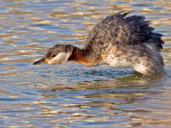 Roodhalsfuut  20241019  In mijn ANWB-Vogelgids lees ik bij grootte: Roodhalsfuut L 40-46 cm, Meerkoet L 36-42 cm. Dat verrast mij als ik de foto met de meerkoet zie. De meerkoet lijkt toch veel groter? Of komt dat omdat de fuut als duikeend dieper in het water ligt?