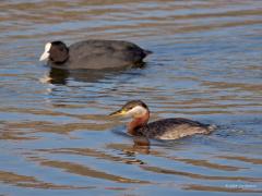 Roodhalsfuut  20241019  In mijn ANWB-Vogelgids lees ik bij grootte: Roodhalsfuut L 40-46 cm, Meerkoet L 36-42 cm. Dat verrast mij als ik de foto met de meerkoet zie. De meerkoet lijkt toch veel groter? Of komt dat omdat de fuut als duikeend dieper in het water ligt?