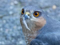 Sperwer  20241013  Als vervolg op mijn vorige post: Ik zat in de keuken toen ik de enorme klap op het kamerraam hoorde. Er moest een vogel tegen het raam zijn gevlogen en dus ging ik vlug poolshoogte nemen. Vlak bij het raam zag ik dit brute tafereel. Een sperwer, een heel mooi mannetje, was direct begonnen om de verongelukte turkse tortel kaal te plukken. Snel mijn camera opgezocht en door het dubbelglas deze foto's gemaakt. Het moet wel zijn dat de tortel werd achtervolgd en in blinde paniek met to