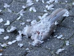 Sperwer  20241014  Als vervolg op mijn vorige post: De sperwer had mij natuurlijk gezien maar vloog niet een twee weg. Daarom ging ik naar de buitendeur en opende die heel voorzichtig. Langzaam stak ik mijn lens om de hoek en zo kon ik deze foto's maken. Toen de rover weg gevlogen was bleef er dit over van de tortel tussen een hoop veertjes. Ik heb het torteltje gewoon laten liggen in de hoop dat meneer nog eens terug kwam om weer wat te eten.