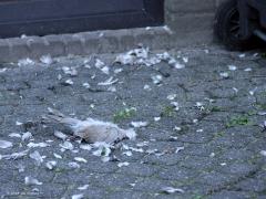 Sperwer  20241014  Als vervolg op mijn vorige post: De sperwer had mij natuurlijk gezien maar vloog niet een twee weg. Daarom ging ik naar de buitendeur en opende die heel voorzichtig. Langzaam stak ik mijn lens om de hoek en zo kon ik deze foto's maken. Toen de rover weg gevlogen was bleef er dit over van de tortel tussen een hoop veertjes. Ik heb het torteltje gewoon laten liggen in de hoop dat meneer nog eens terug kwam om weer wat te eten.
