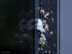 Turkse tortel  20241012  Als vervolg op mijn vorige post: Hier zie je de afdruk van een turkse tortel die zich met grote snelheid en een enorme klap dood vloog tegen het raam van mijn schuifpui in de woonkamer. De klap was zo groot dat er iets bij het duifje uit elkaar klapte. Dat is te zien aan de vorm van de spetters die wijzen naar de resten en veertjes van het arme duifje rechts tegen de raamstijl. Zou het de krop geweest zijn die sprong door de klap, het lijken immers wel etenstesten? De e