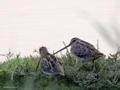Watersnip  20241023  In oktober zijn de meeste watersnippen in ons land, misschien wel tot zo'n 50.000. Ook in de maand voor en na oktober kun je ze regelmatig tegen komen. Ook wel eens een keer een paar in Zundert maar ga je naar de Zeeuwse delta, de kust of de wadden dan zie je er veel meer. Ze zijn best schuw en alert dus voorzichtig benaderen is geboden.