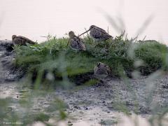 Watersnip  20241023  In oktober zijn de meeste watersnippen in ons land, misschien wel tot zo'n 50.000. Ook in de maand voor en na oktober kun je ze regelmatig tegen komen. Ook wel eens een keer een paar in Zundert maar ga je naar de Zeeuwse delta, de kust of de wadden dan zie je er veel meer. Ze zijn best schuw en alert dus voorzichtig benaderen is geboden.