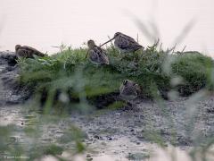 Watersnip  20240819  Yerseke Breedsedijk