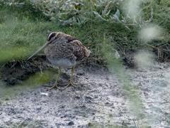 Watersnip  20240819  Yerseke Breedsedijk