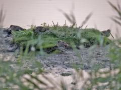Watersnip  20241023  In oktober zijn de meeste watersnippen in ons land, misschien wel tot zo'n 50.000. Ook in de maand voor en na oktober kun je ze regelmatig tegen komen. Ook wel eens een keer een paar in Zundert maar ga je naar de Zeeuwse delta, de kust of de wadden dan zie je er veel meer. Ze zijn best schuw en alert dus voorzichtig benaderen is geboden.