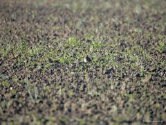 Watersnip  20241006  Als je vogels wil spotten loont het om grote akkers goed af te zoeken. Soms verrast een vogel je. Zoals hier. Op een grote akker waarop uien hun best deden groot te groeien en al wat groen boven de grond lieten zien. Ik zag een stipje wat door de kijker een rustende watersnip bleek te zijn. Een vogel die ik daar helemaal niet had verwacht.