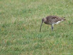 Wulp  20241002  In de zomer zijn er meer wulpen in ons land dan in de winter. Ze zijn dan verspreid over het binnenland, weinig in de kustprovincies. In de winter, ook al afgelopen weken, zie je ze juist in de kustprovincies en ook nog eens gegroepeerd, dus soms in hele grote groepen. De wintervogels zijn andere dan de zomervogels. Onze zomervogels trekken naar warmere oorden en vanuit het noorden, oosten, tot ver in Rusland, komen juist andere wulpen hier weer overwinteren, tot wel 200.000 exemplar