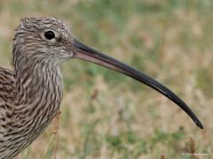 Wulp  20241002  In de zomer zijn er meer wulpen in ons land dan in de winter. Ze zijn dan verspreid over het binnenland, weinig in de kustprovincies. In de winter, ook al afgelopen weken, zie je ze juist in de kustprovincies en ook nog eens gegroepeerd, dus soms in hele grote groepen. De wintervogels zijn andere dan de zomervogels. Onze zomervogels trekken naar warmere oorden en vanuit het noorden, oosten, tot ver in Rusland, komen juist andere wulpen hier weer overwinteren, tot wel 200.000 exemplar