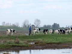 Koeienjongens/Koeienmeiden  20241025  Schakerloopolder