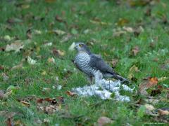 Sperwer  20241025  Tuin