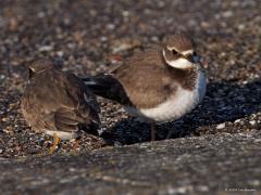 Bontbekplevier  20241125  In de wintermaanden zijn veel vogels, volwassen en juveniel, minder mooi dan in de zomermaanden. Zo ook het bontbekpleviertje, vind ik toch. De jongen lijken veel op een kleine plevier maar het wit langs het oog en de gele pootjes zijn bruikbare kenmerken. Handig is ook als er nog een oudervogel meer in zomerkleed in een groepje aanwezig is.